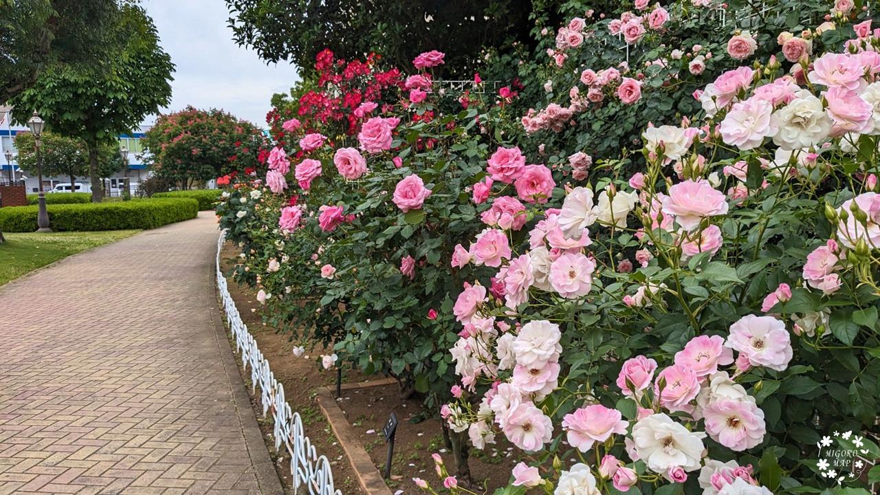 ベルモント公園のバラ