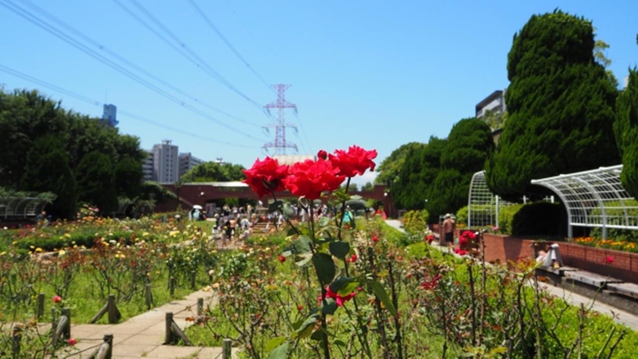 総合レクリエーション公園のブログ画像