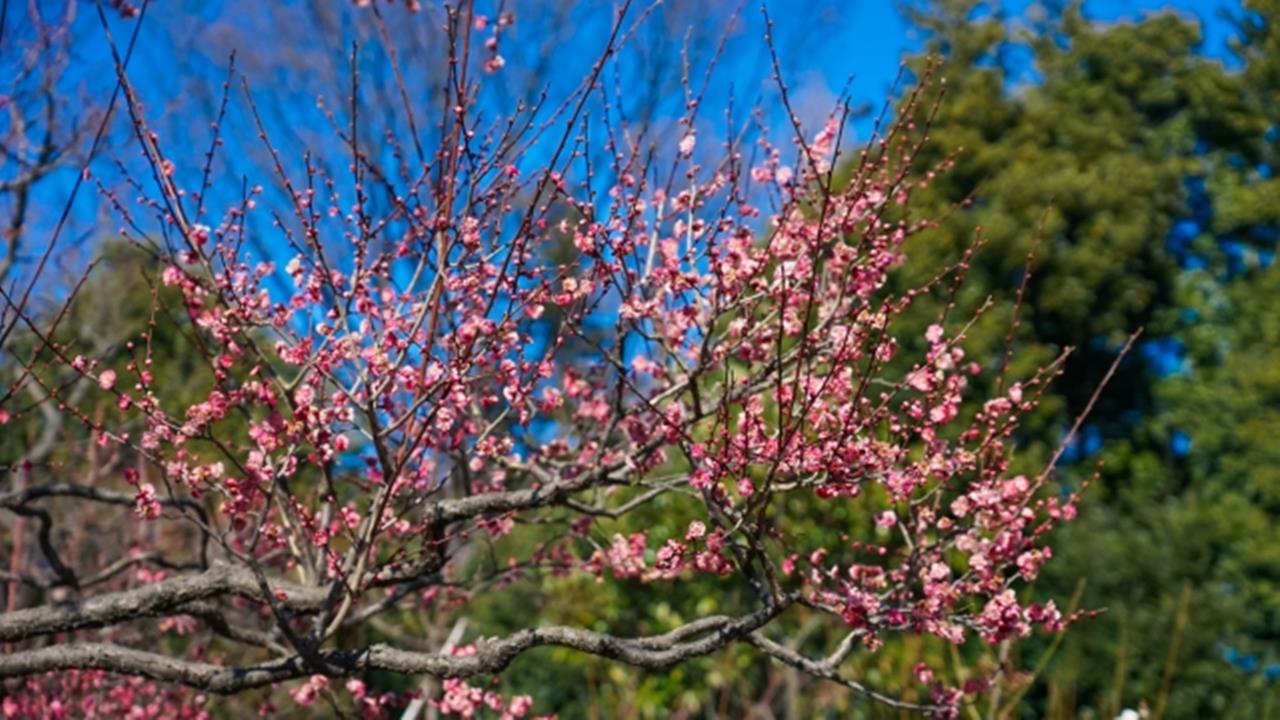 府中市郷土の森博物館の梅のブログ画像