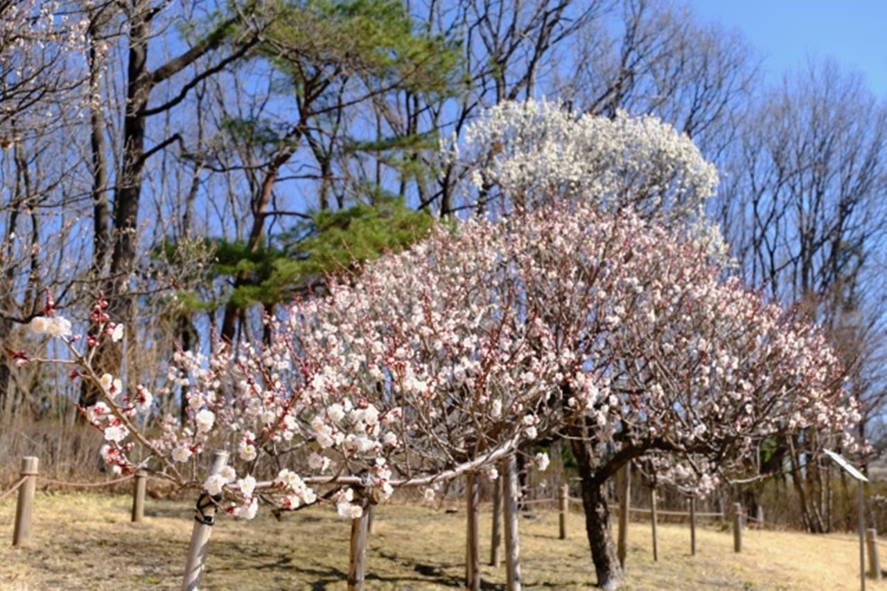 府中市郷土の森博物館の梅のブログ画像