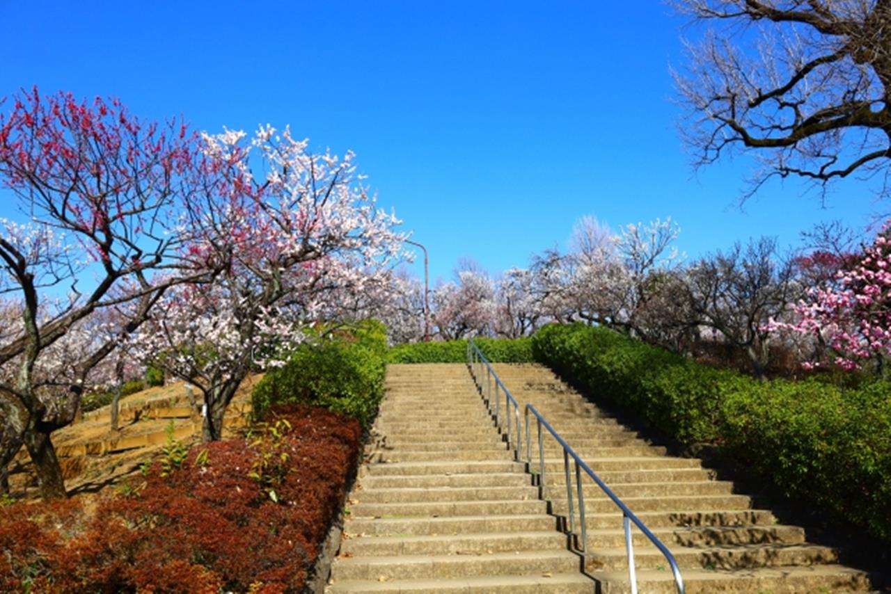 羽根木公園の梅のブログ画像
