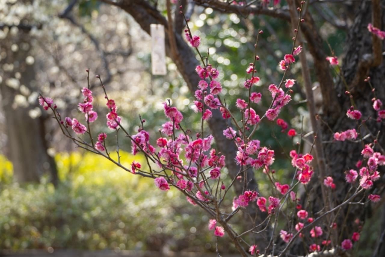 羽根木公園の梅のブログ画像