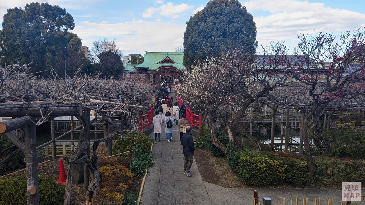 亀戸天神社の梅のブログ画像