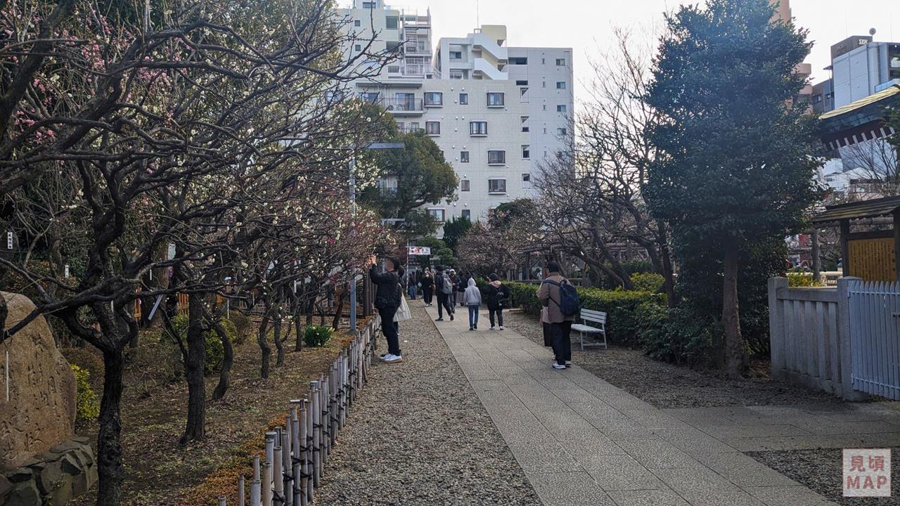 亀戸天神社の梅のブログ画像