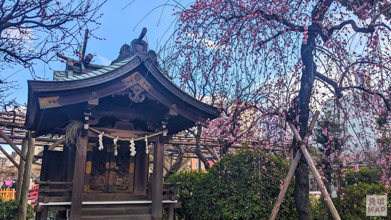 亀戸天神社の梅のブログ画像