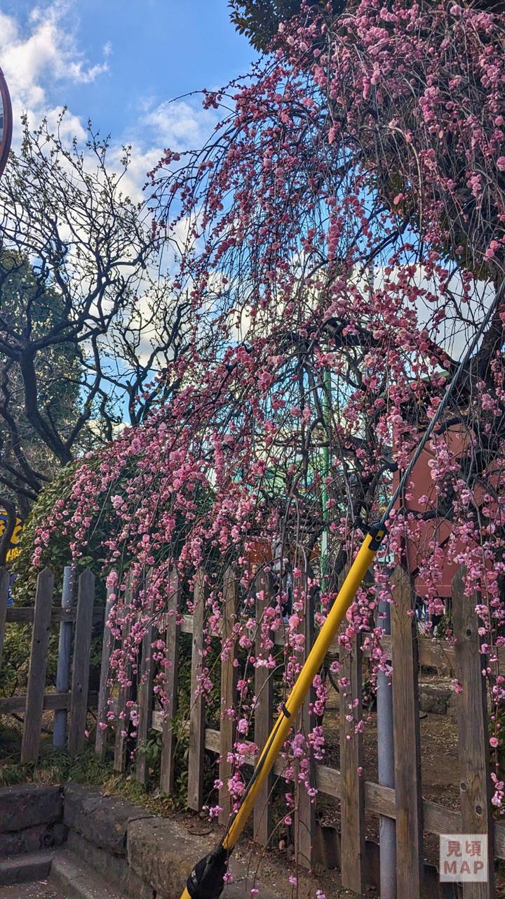 亀戸天神社の梅のブログ画像