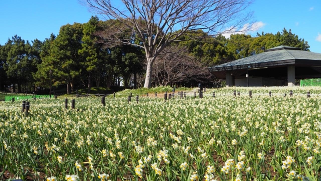 葛西臨海公園のスイセンのブログ画像