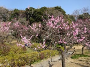 小石川植物園の梅のブログ画像