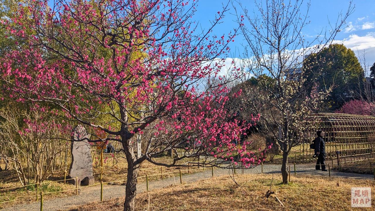 向島百花園の梅のブログ画像