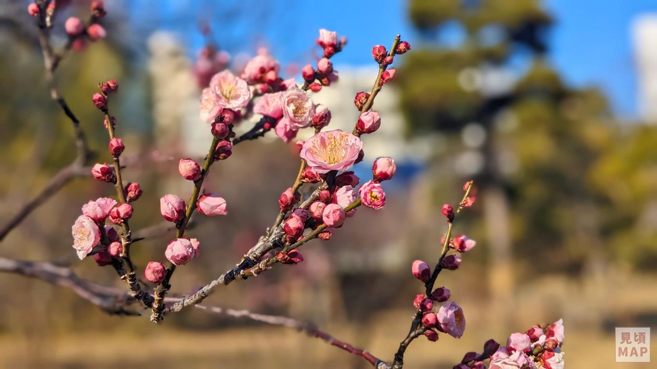 向島百花園の梅のブログ画像