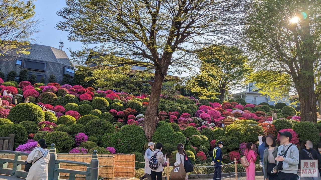 根津神社のツツジのブログ画像
