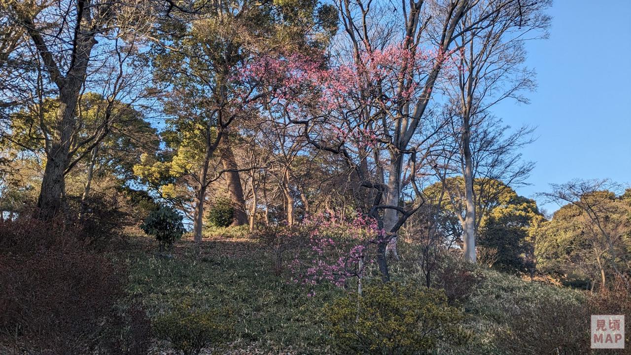 六義園の梅のブログ画像