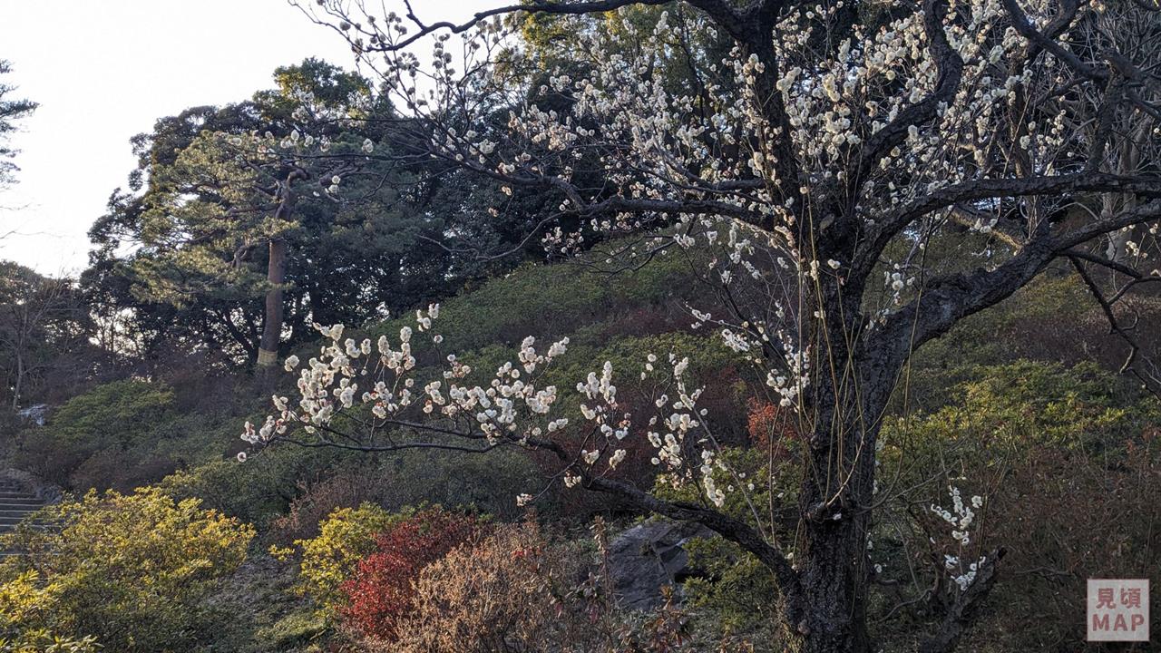 六義園の梅のブログ画像