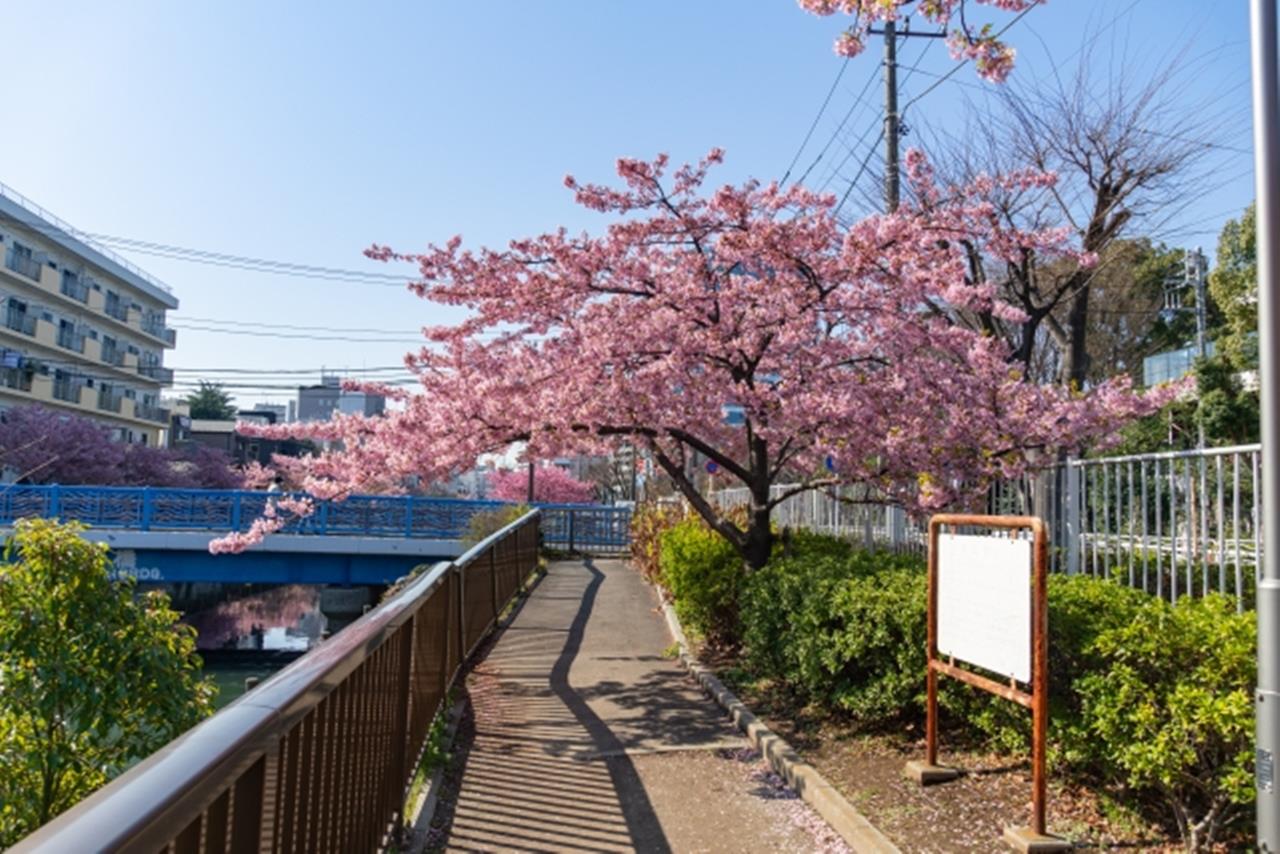 木場公園の河津桜のブログ画像
