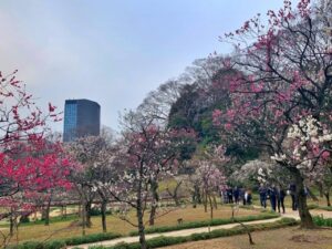 小石川後楽園の梅のブログ画像