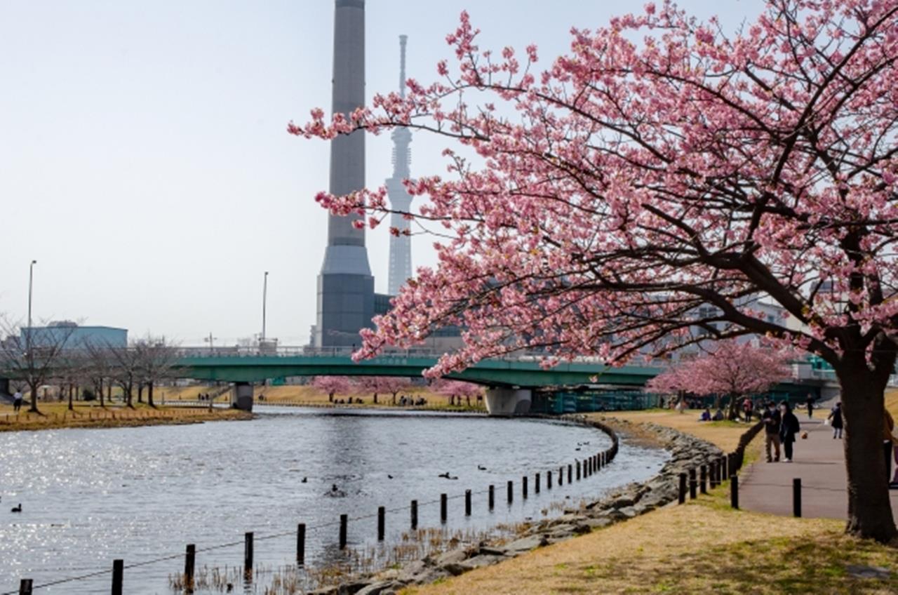 旧中川の河津桜のブログ画像