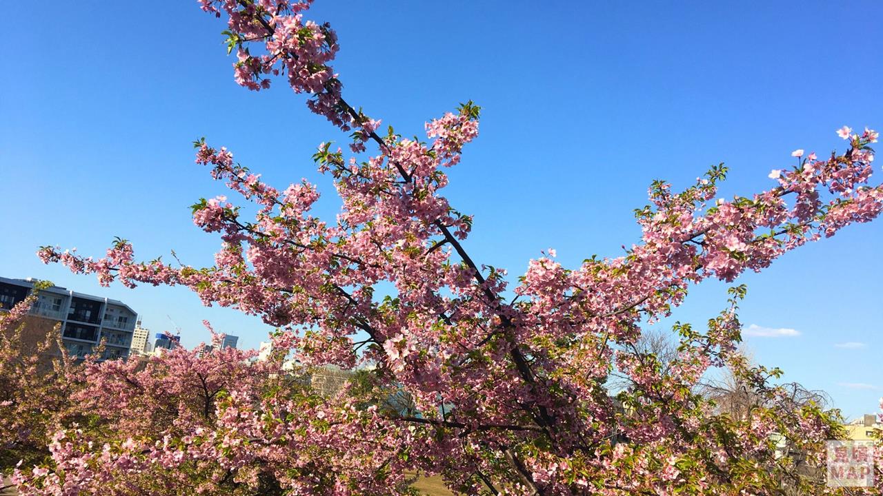 西ヶ原みんなの公園の河津桜のブログ画像