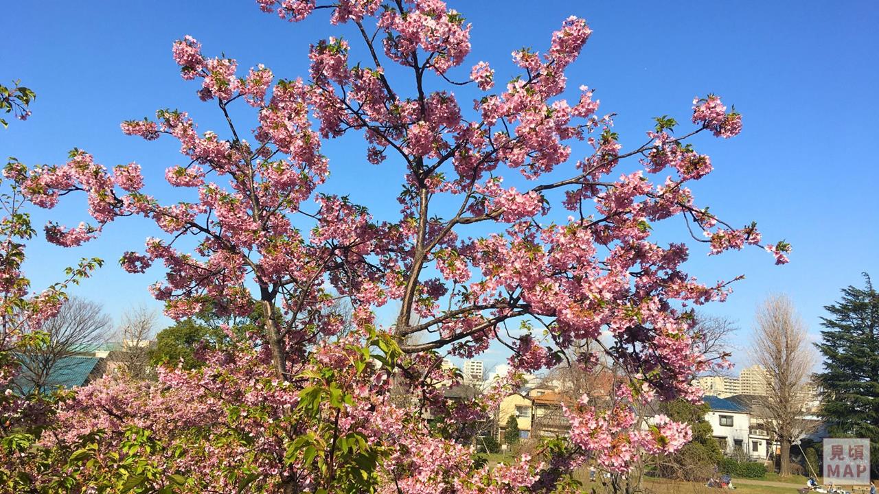 西ヶ原みんなの公園の河津桜のブログ画像