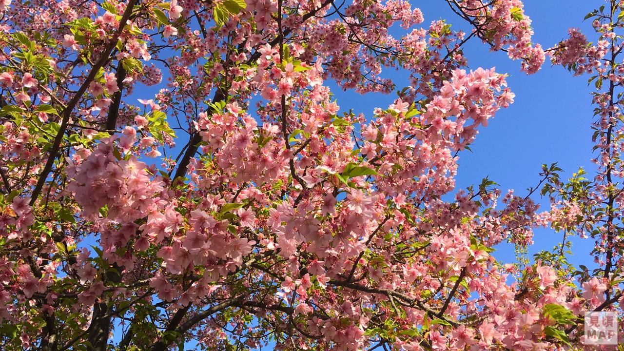 西ヶ原みんなの公園の河津桜のブログ画像