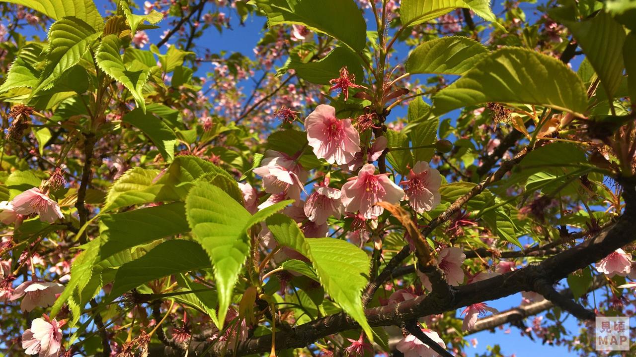 西ヶ原みんなの公園の河津桜のブログ画像