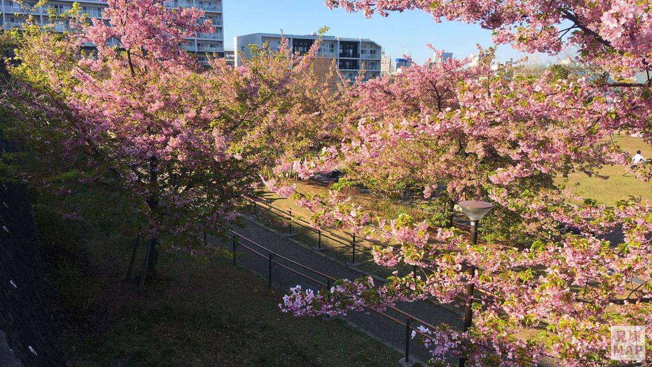 西ヶ原みんなの公園の河津桜のブログ画像