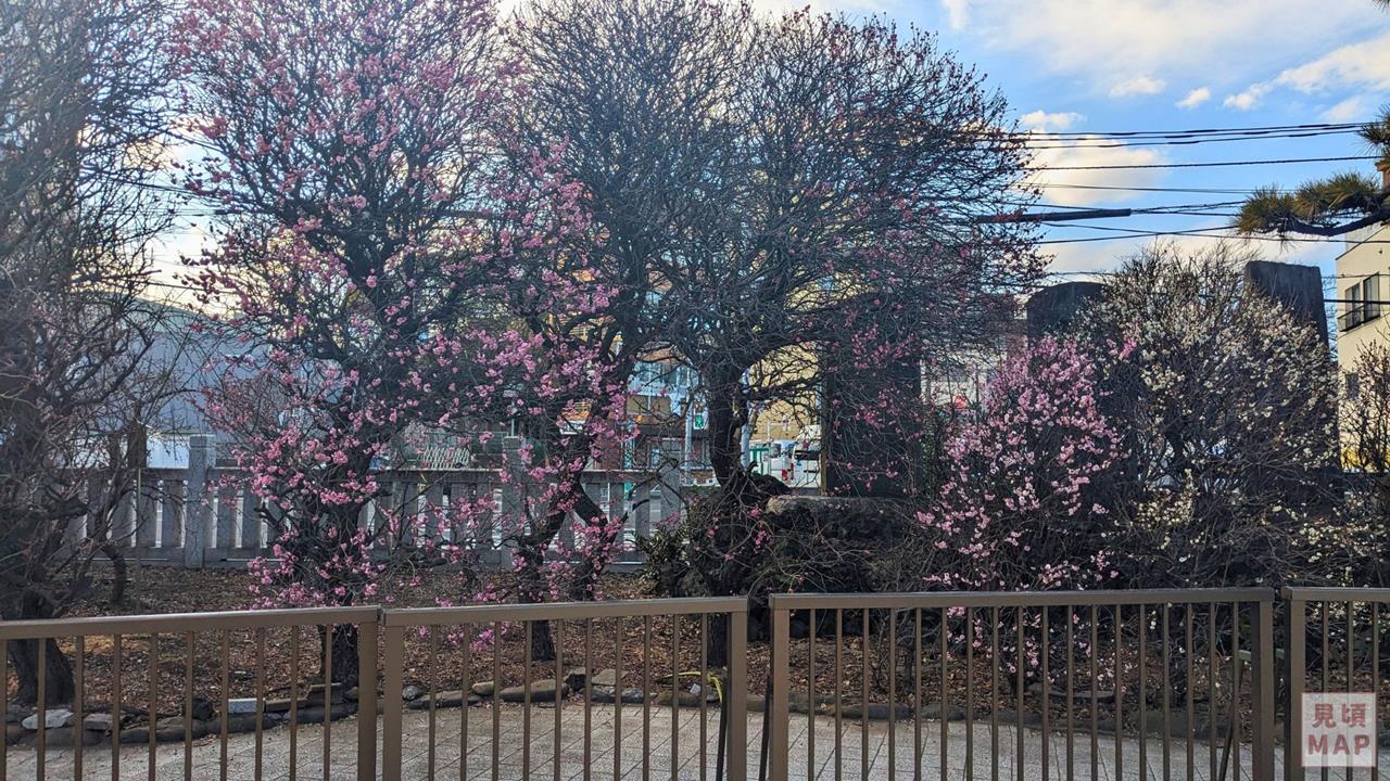 小村井香取神社（香梅園）の梅のブログ画像