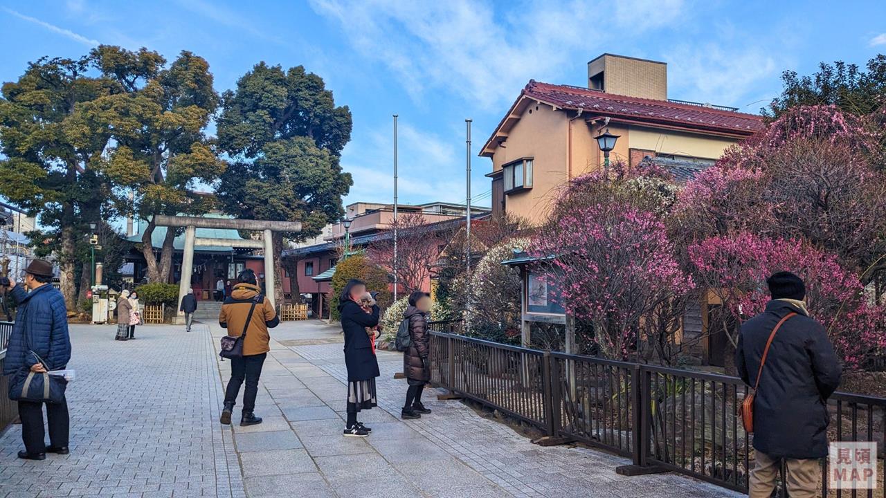 小村井香取神社（香梅園）の梅のブログ画像