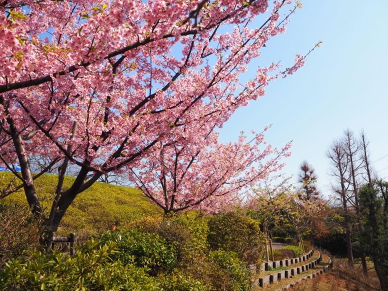 総合レクリエーション公園（なぎさ公園）の河津桜のブログ画像