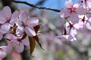 オオヤマザクラ（大山桜）のブログ画像