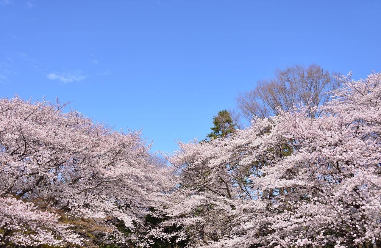 光が丘公園の桜のブログ画像