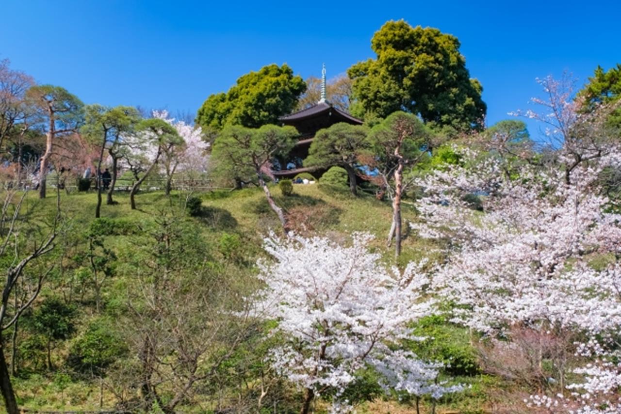 ホテル椿山荘東京の桜のブログ画像