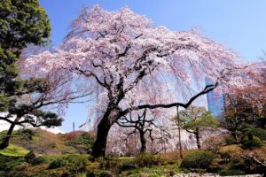 小石川後楽園の桜のブログ画像