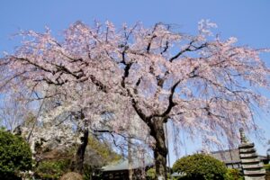 妙法寺の桜・菜の花のブログ画像