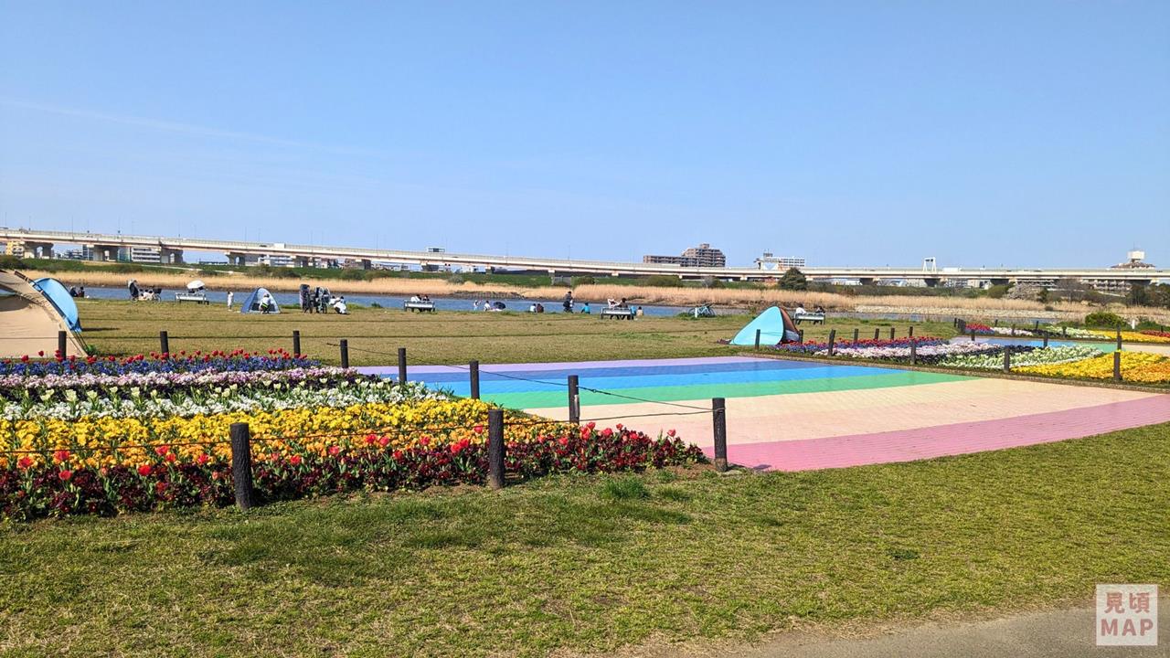 虹の広場（荒川河川敷）のチューリップ・パンジーのブログ画像