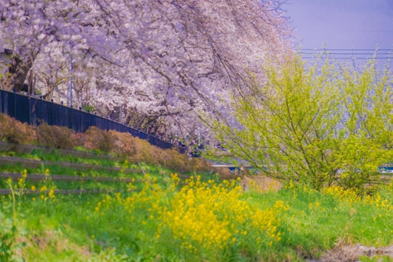 野川の桜・菜の花のブログ画像