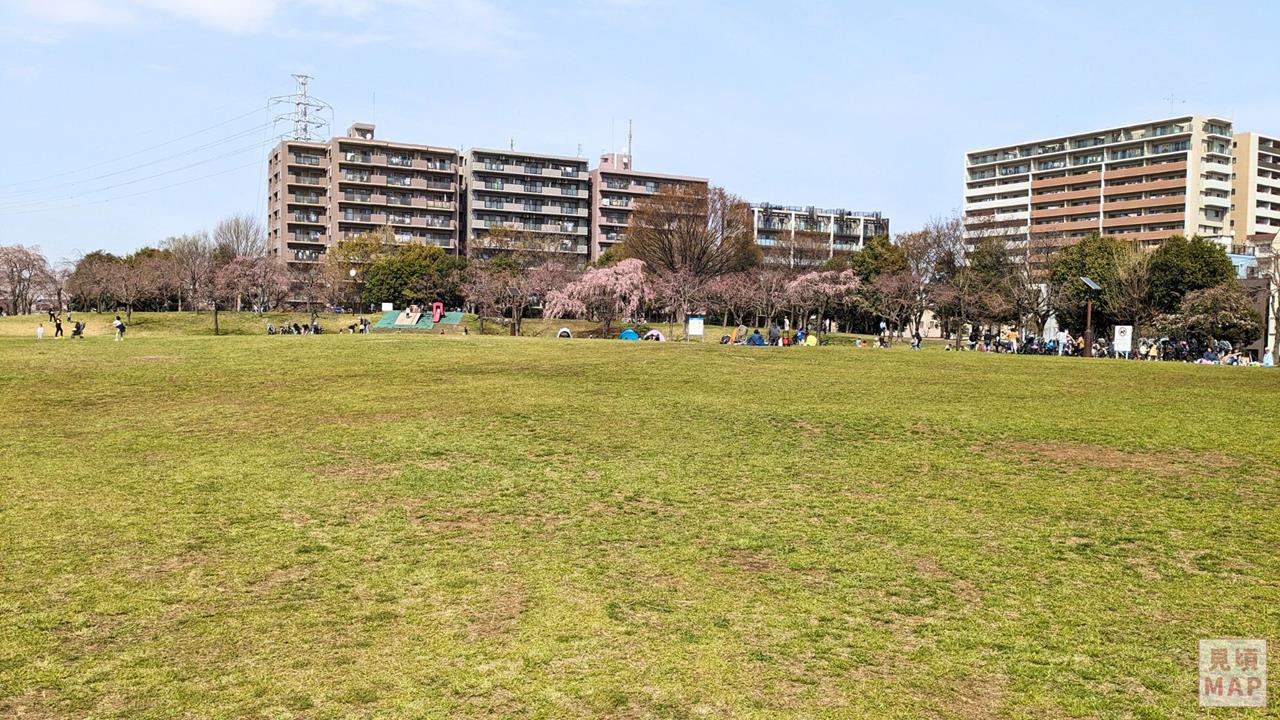 尾久の原公園のシダレザクラのブログ画像