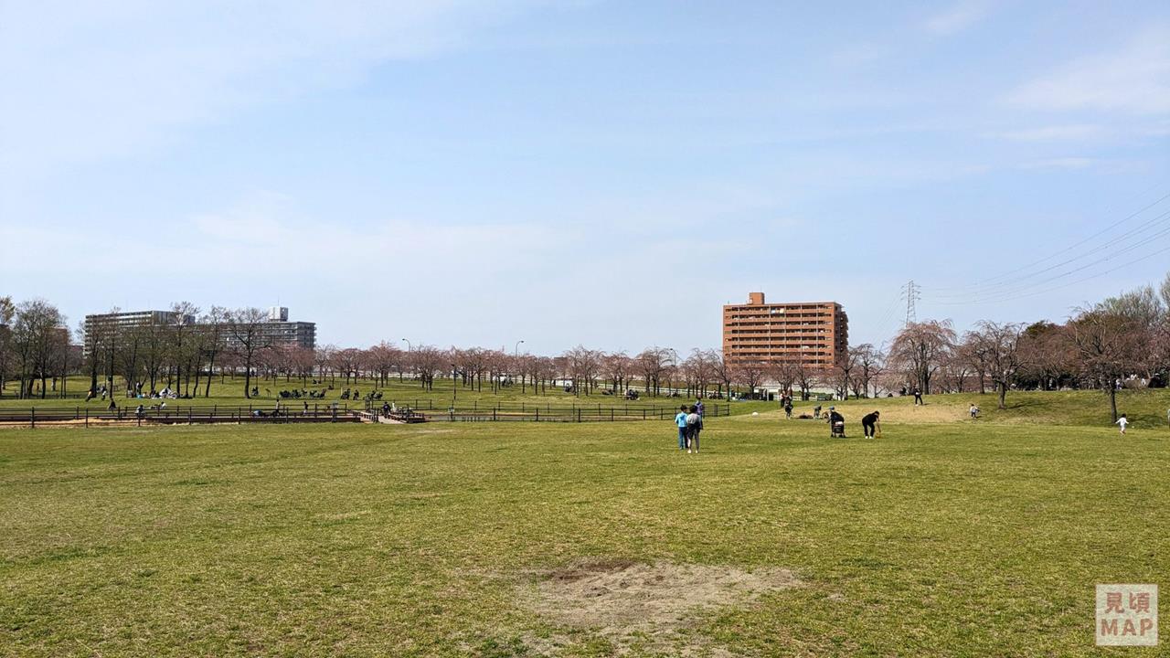 尾久の原公園のシダレザクラのブログ画像