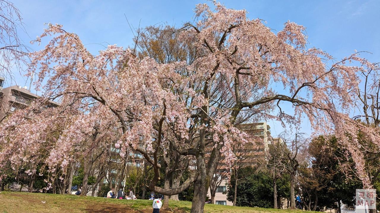 尾久の原公園のシダレザクラのブログ画像