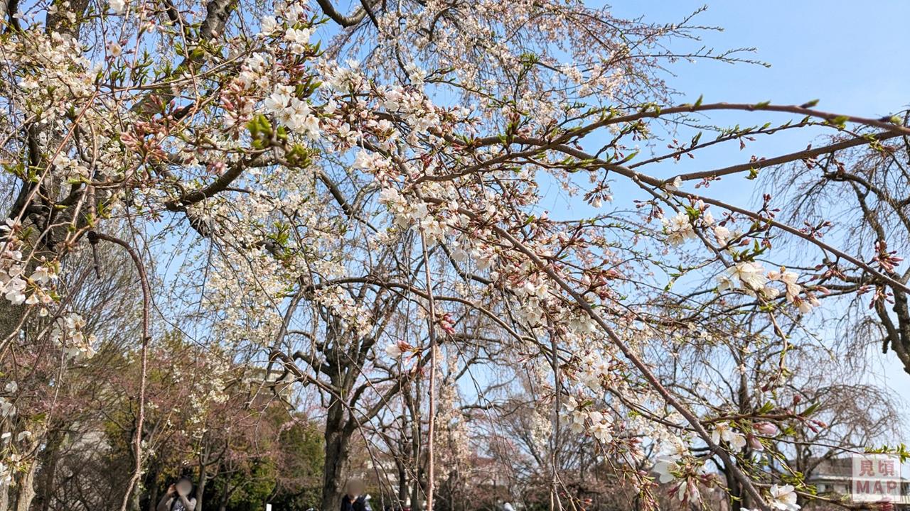 尾久の原公園のシダレザクラのブログ画像