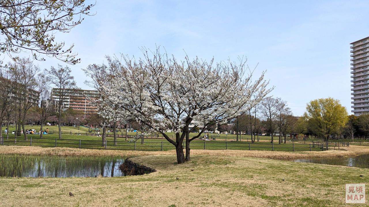 尾久の原公園のシダレザクラのブログ画像