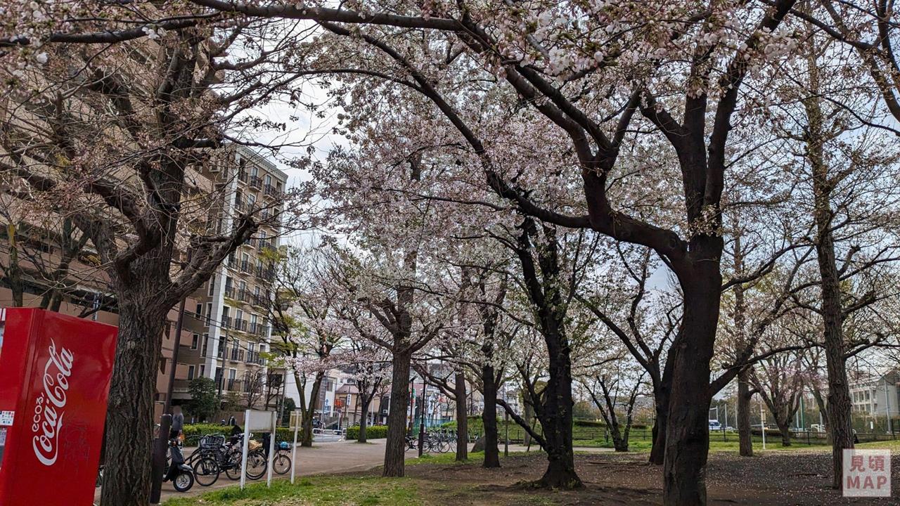 尾久の原公園のシダレザクラのブログ画像