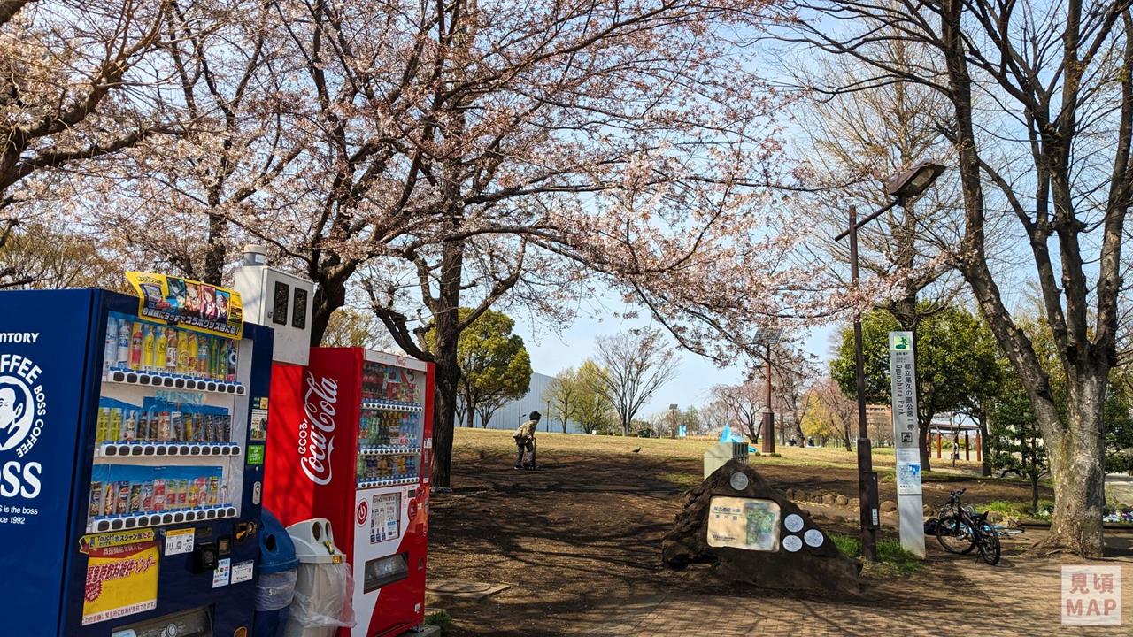 尾久の原公園のシダレザクラのブログ画像