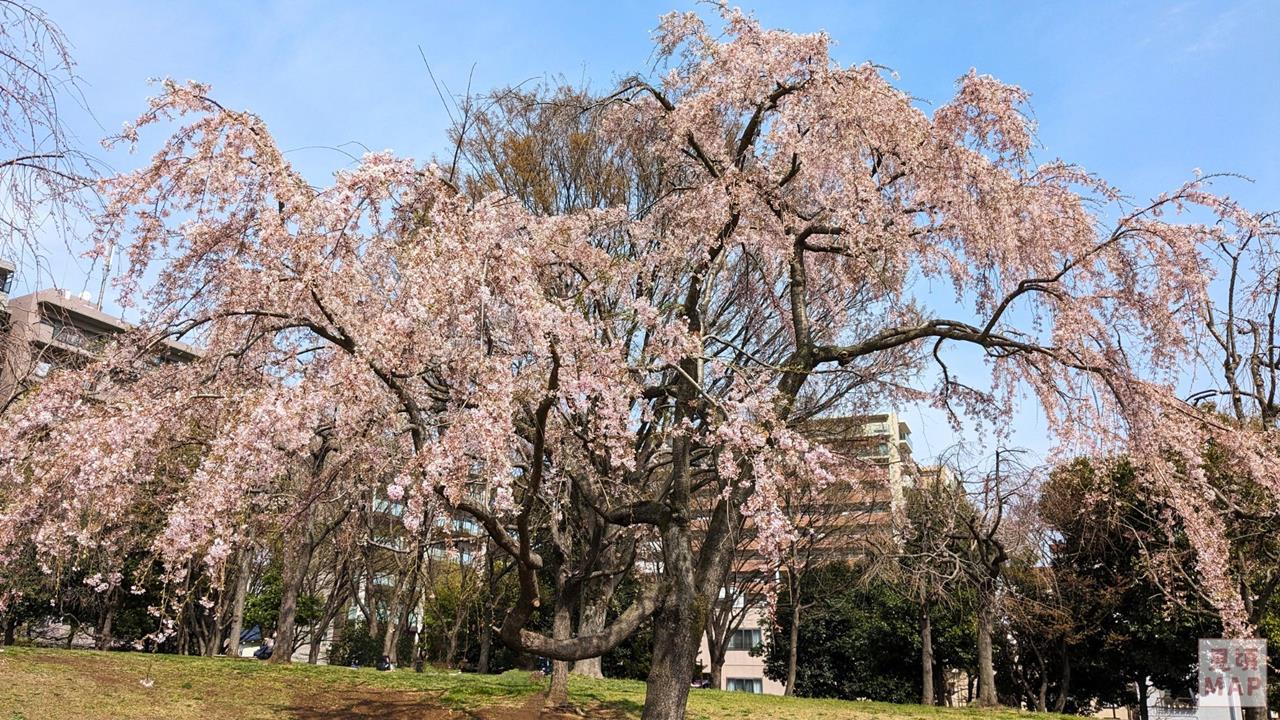 尾久の原公園のシダレザクラのブログ画像