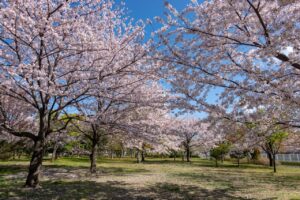 大島小松川公園の桜