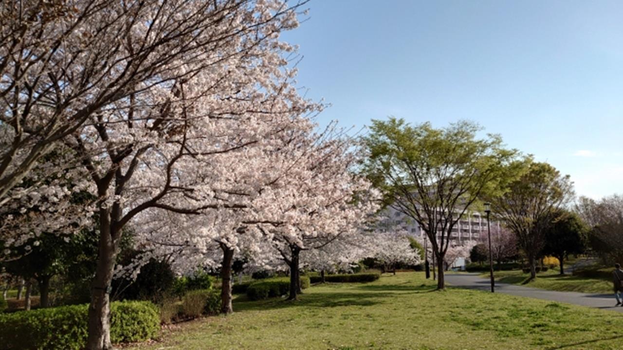 大島小松川公園の桜のブログ画像