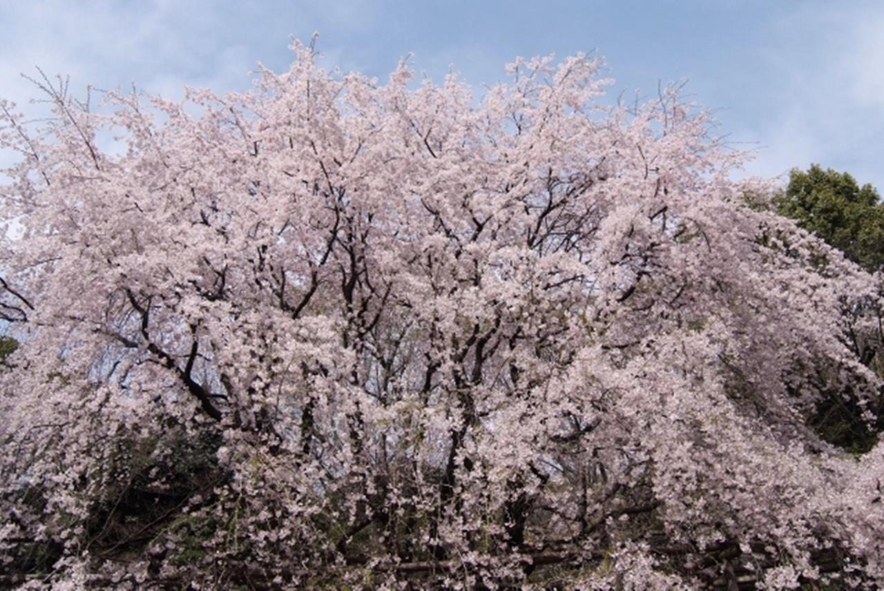 六義園の桜のブログ画像