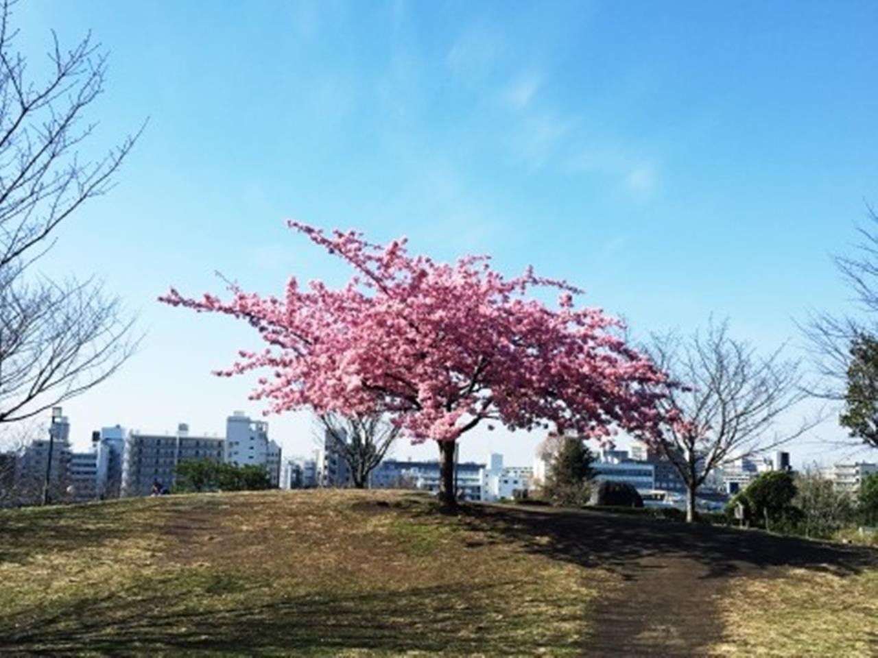 西郷山公園の河津桜のブログ画像