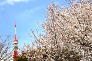 芝公園の桜のブログ画像