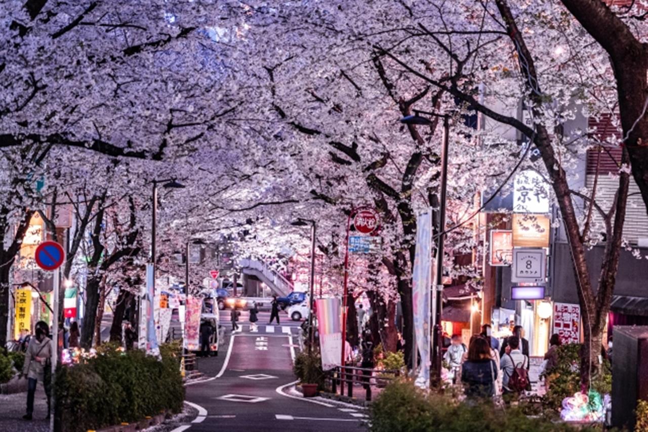 渋谷桜丘さくら坂の桜のブログ画像