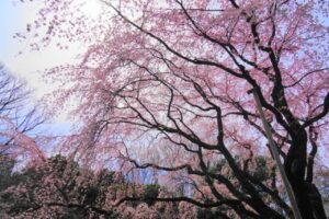 新宿御苑の桜のブログ画像